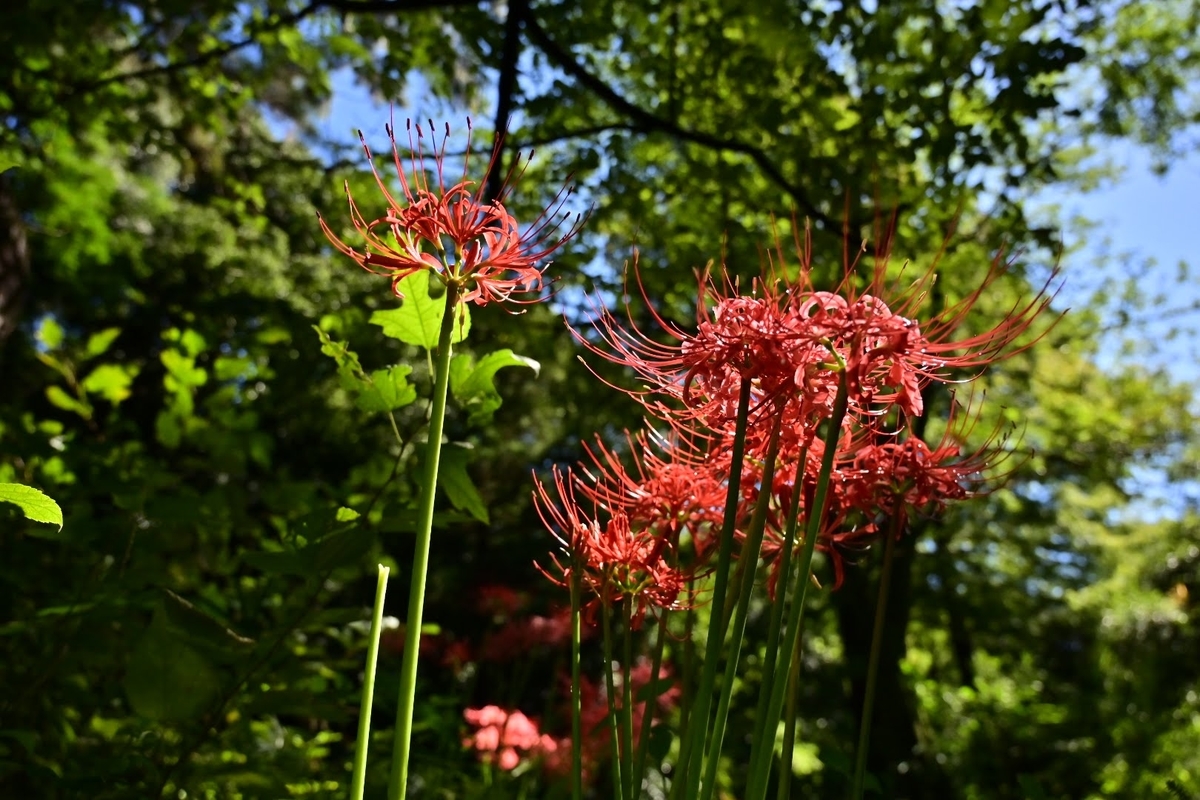 小石川植物園 晴天下での彼岸花を撮影 Photo Hobby