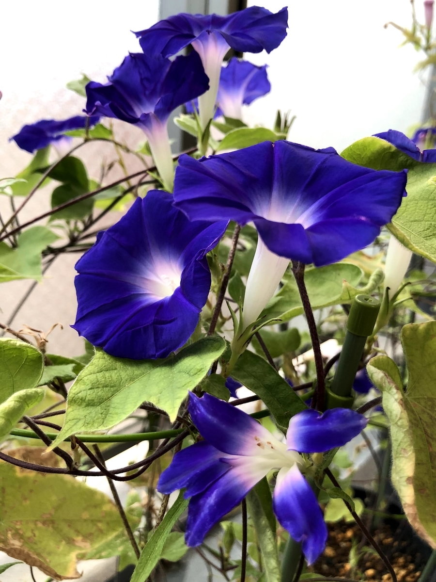 f:id:psato7:20210929054223j:plain