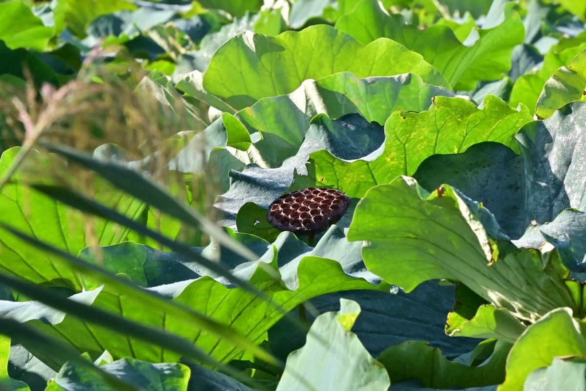 f:id:psato7:20211001035824j:plain