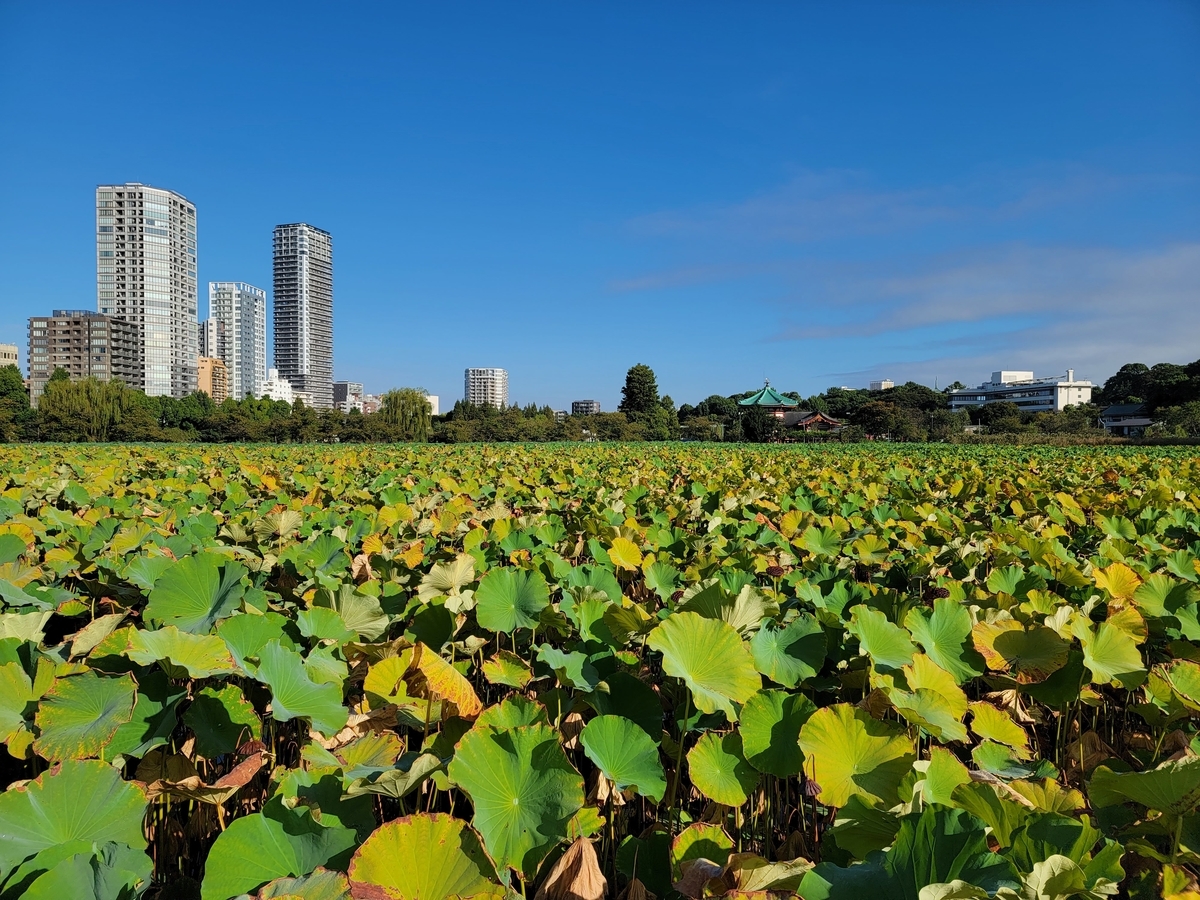 f:id:psato7:20211001040136j:plain