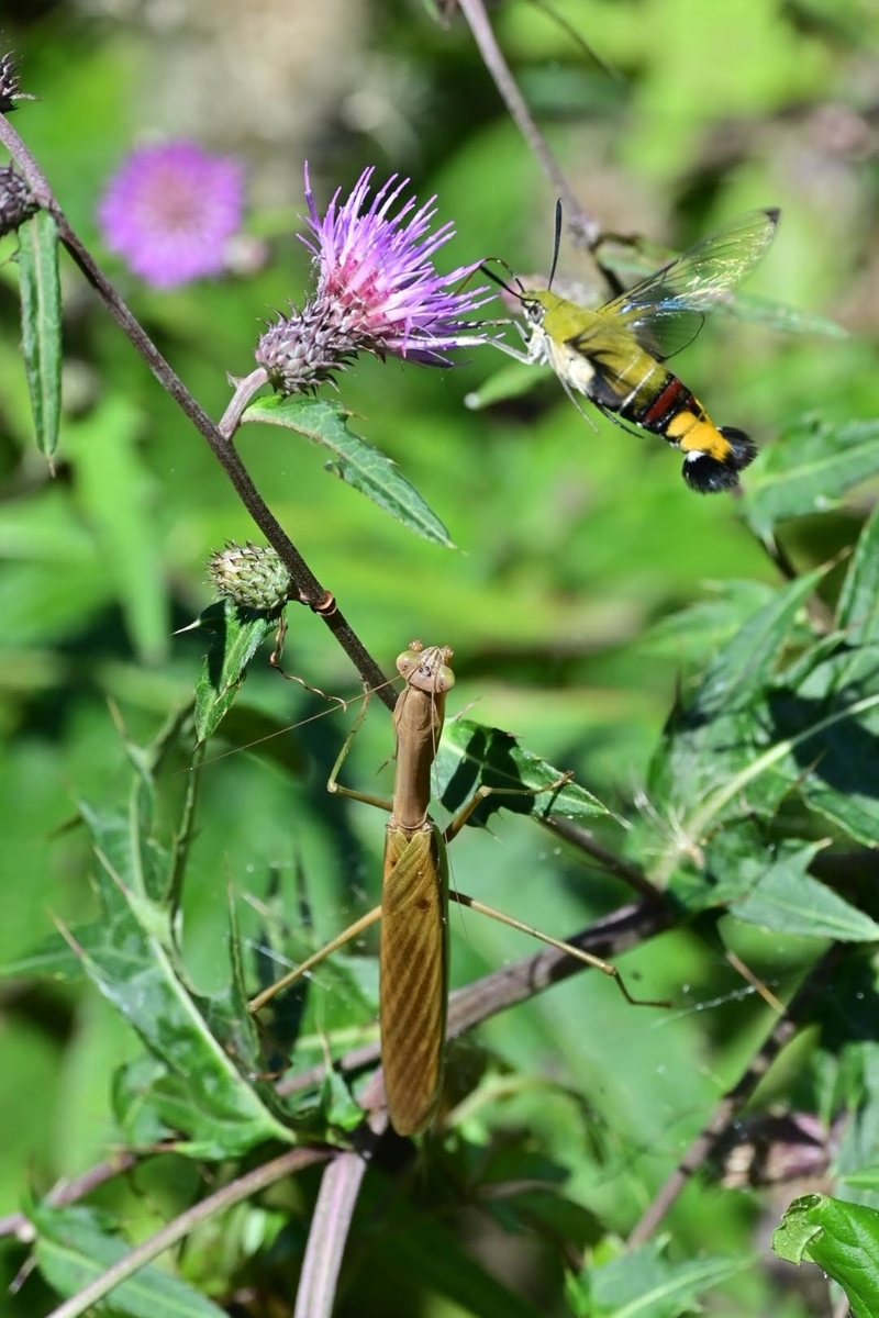 f:id:psato7:20211004074024j:plain