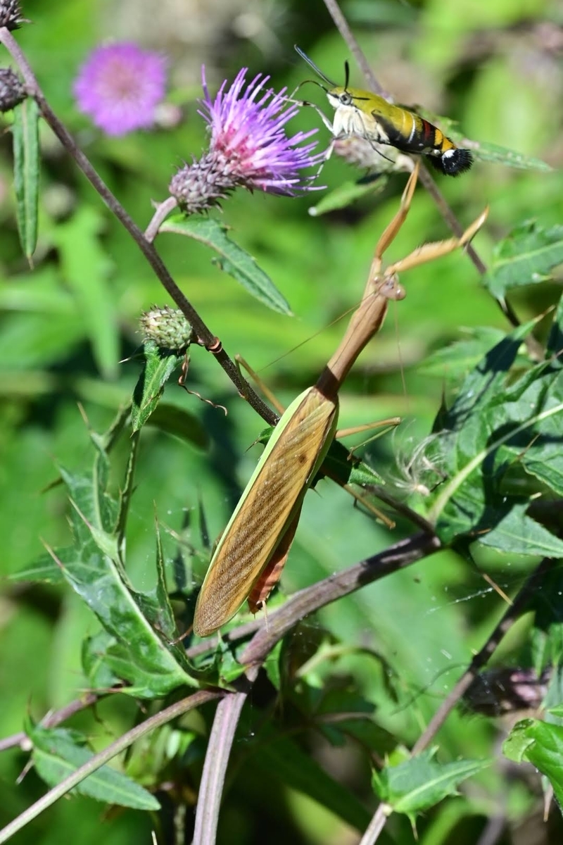 f:id:psato7:20211004074028j:plain