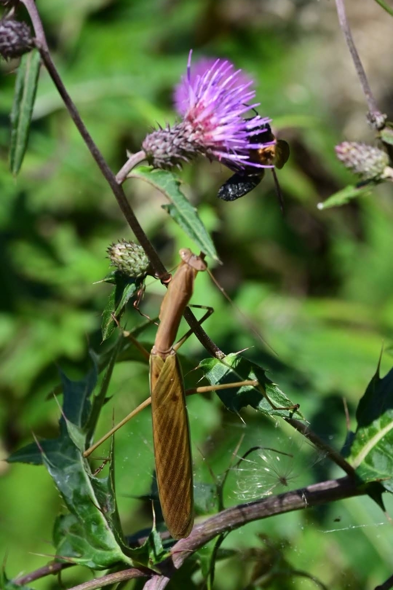 f:id:psato7:20211004074106j:plain