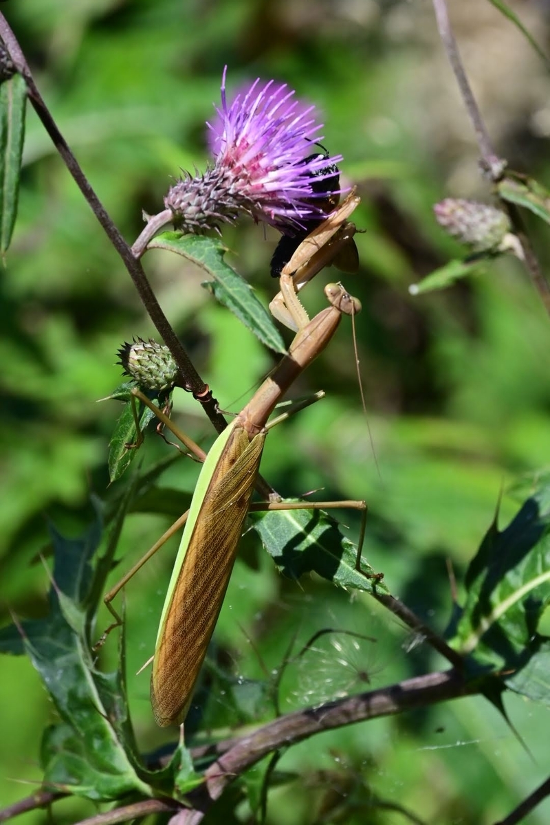 f:id:psato7:20211004074109j:plain