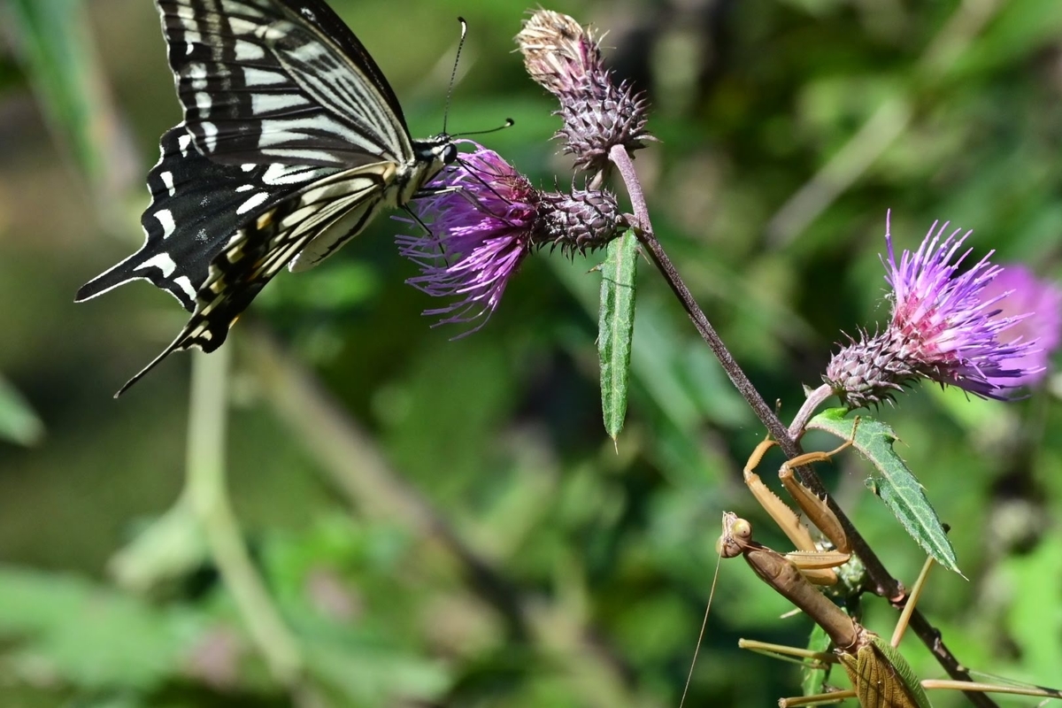 f:id:psato7:20211004074150j:plain