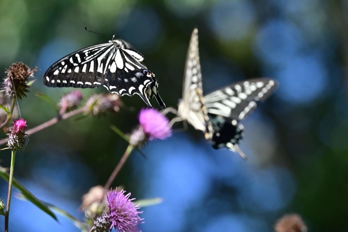 f:id:psato7:20211004074228j:plain