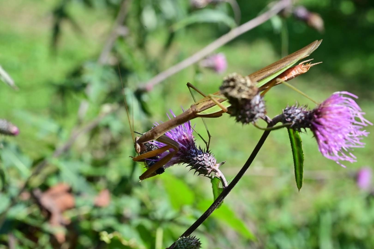 f:id:psato7:20211004074312j:plain