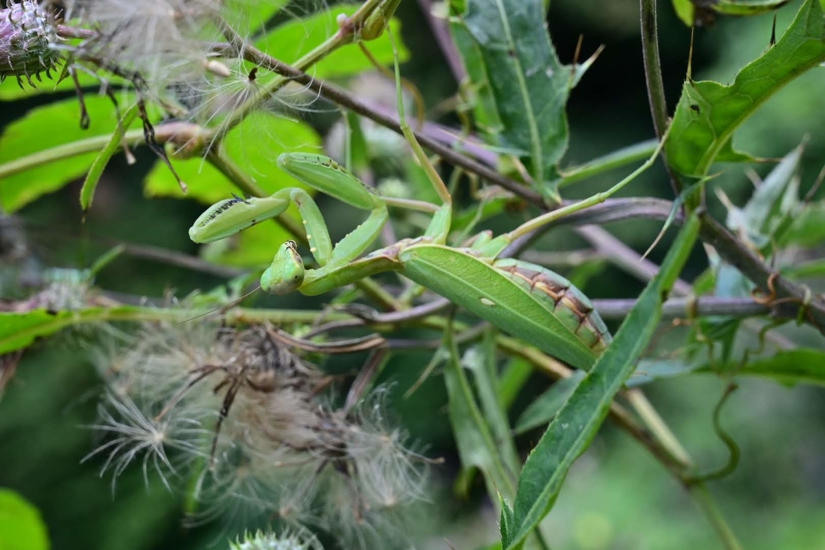 f:id:psato7:20211004074349j:plain