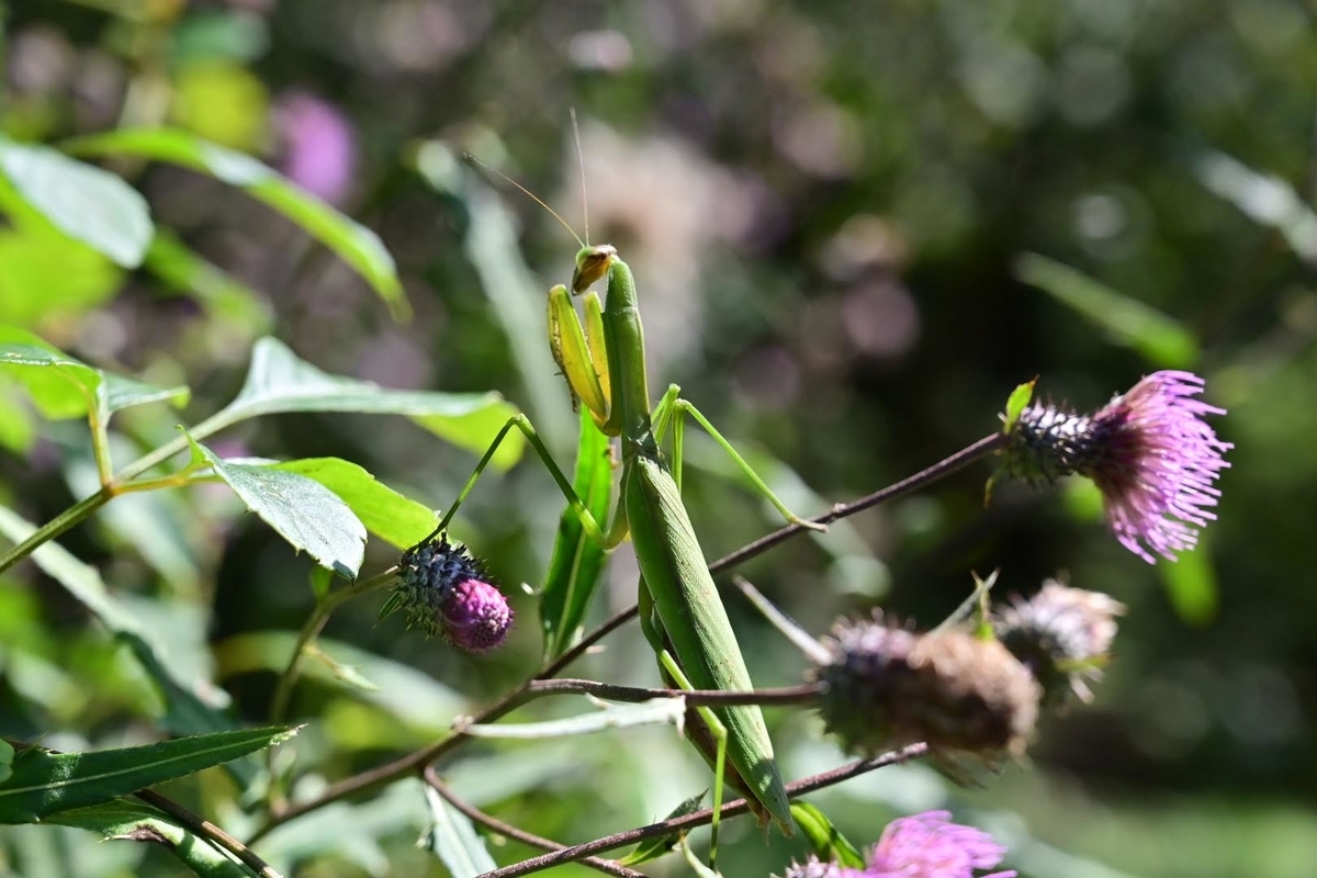 f:id:psato7:20211004074402j:plain