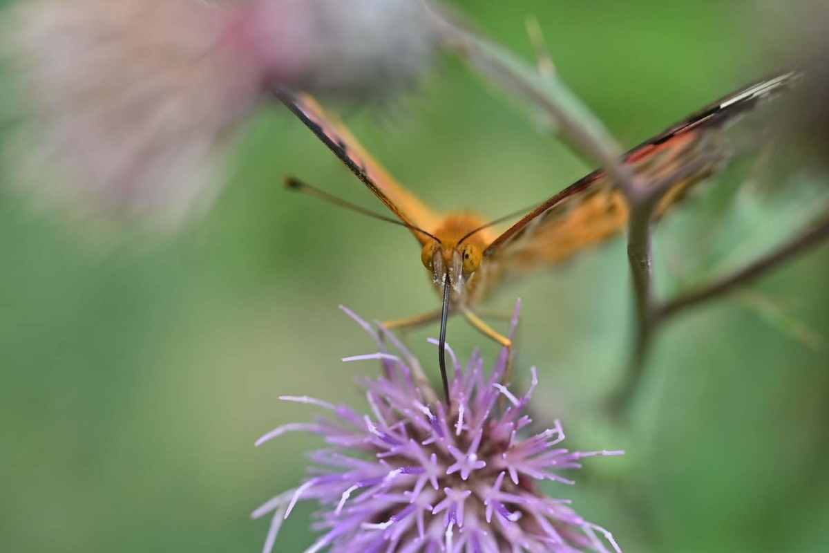 f:id:psato7:20211008054742j:plain