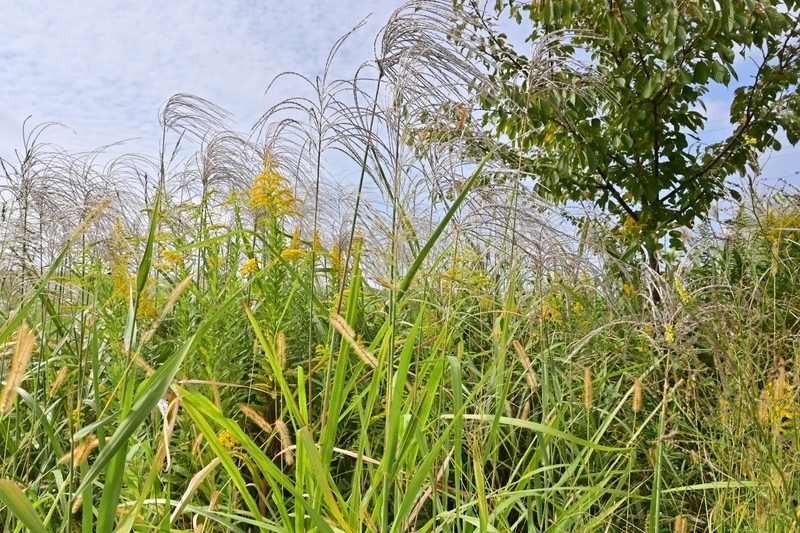 f:id:psato7:20211010091246j:plain