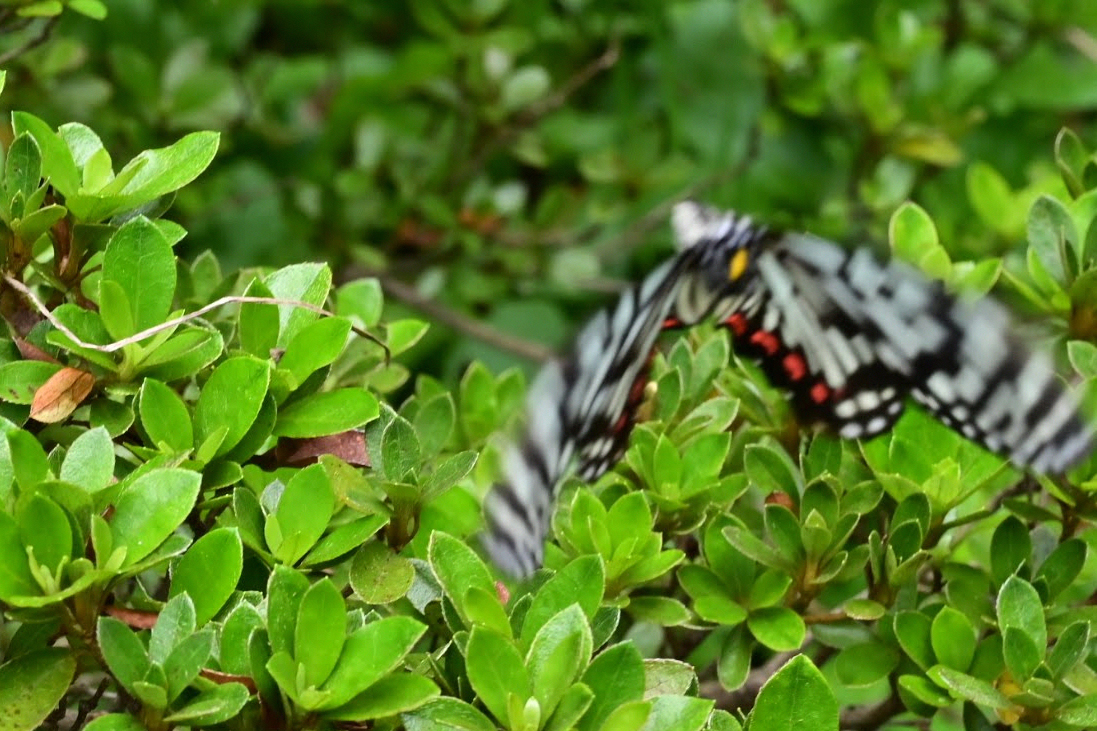 f:id:psato7:20211012055007j:plain