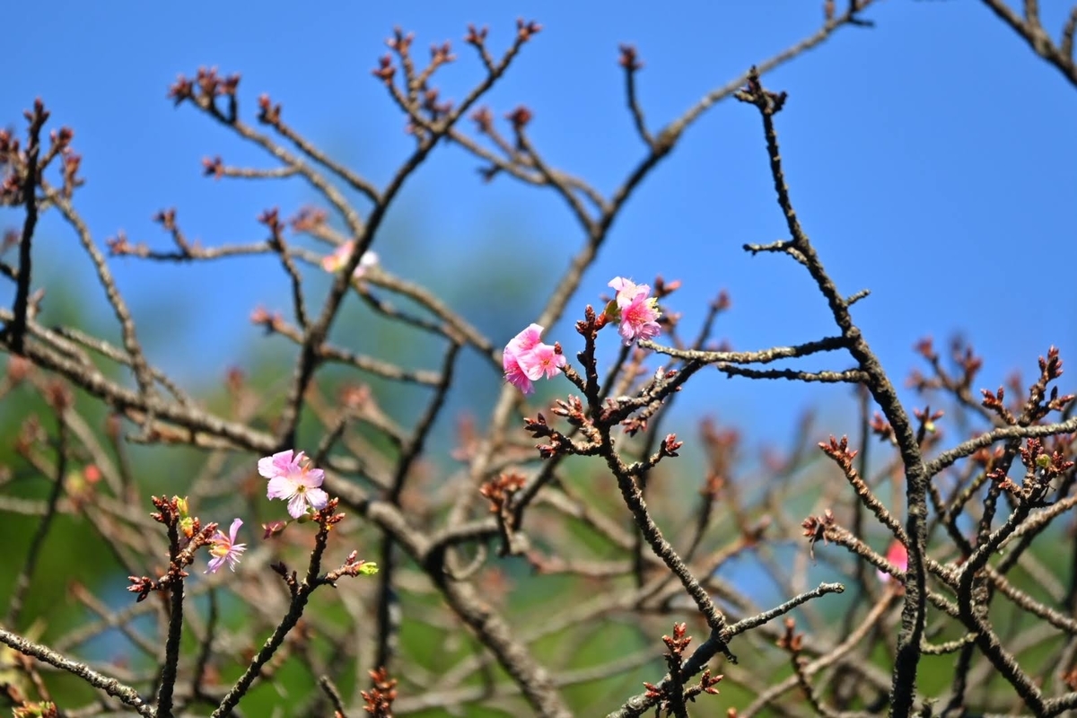 f:id:psato7:20211022213219j:plain