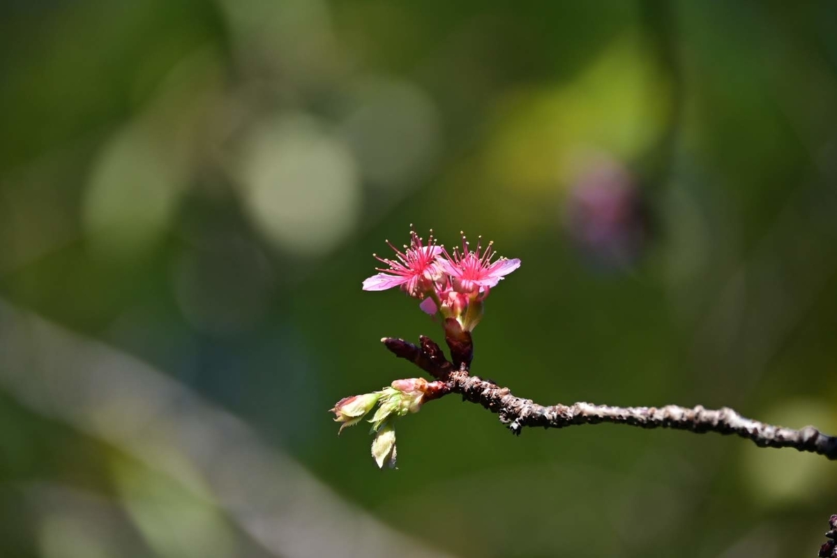 f:id:psato7:20211022213235j:plain