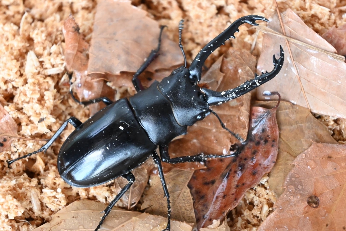 f:id:psato7:20211025194602j:plain