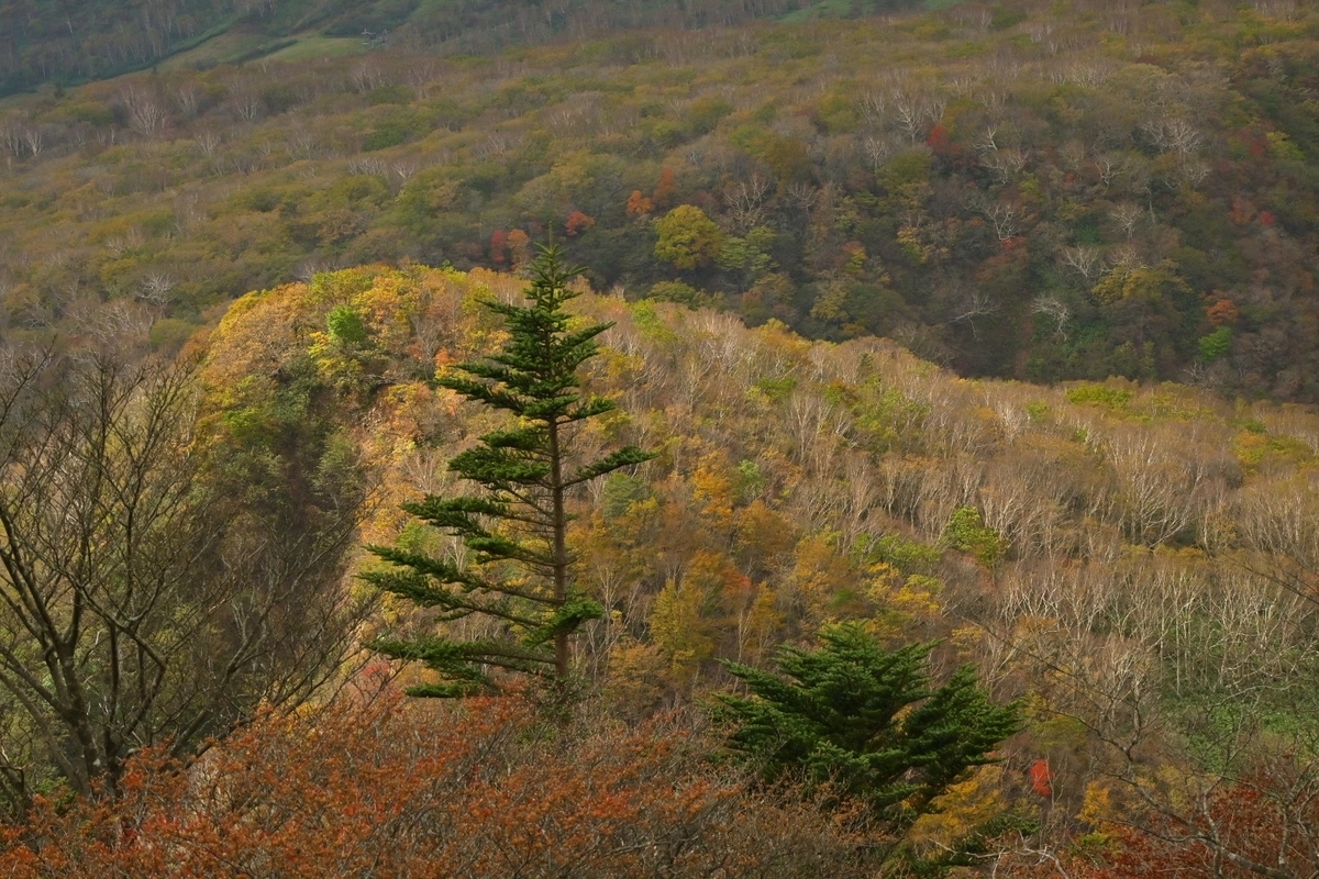 f:id:psato7:20211027074635j:plain