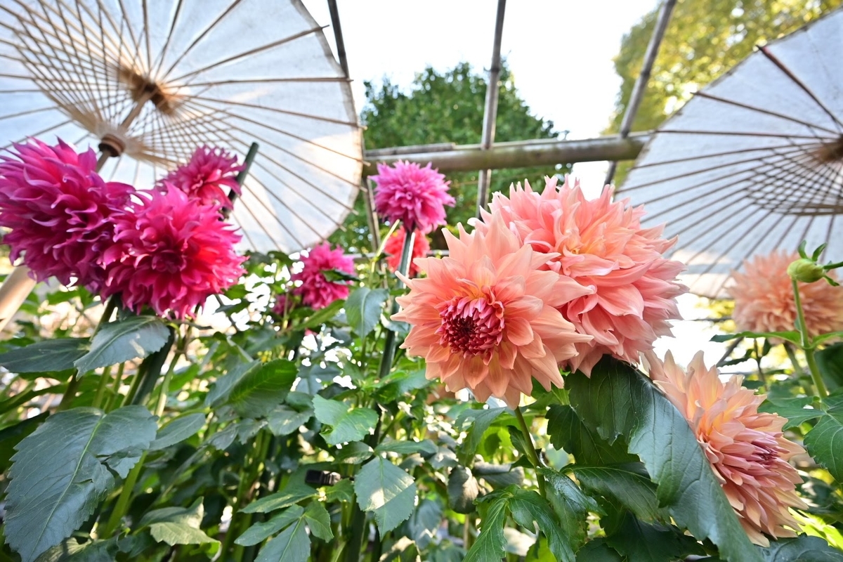 f:id:psato7:20211030073203j:plain