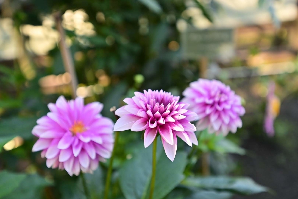 f:id:psato7:20211030073246j:plain