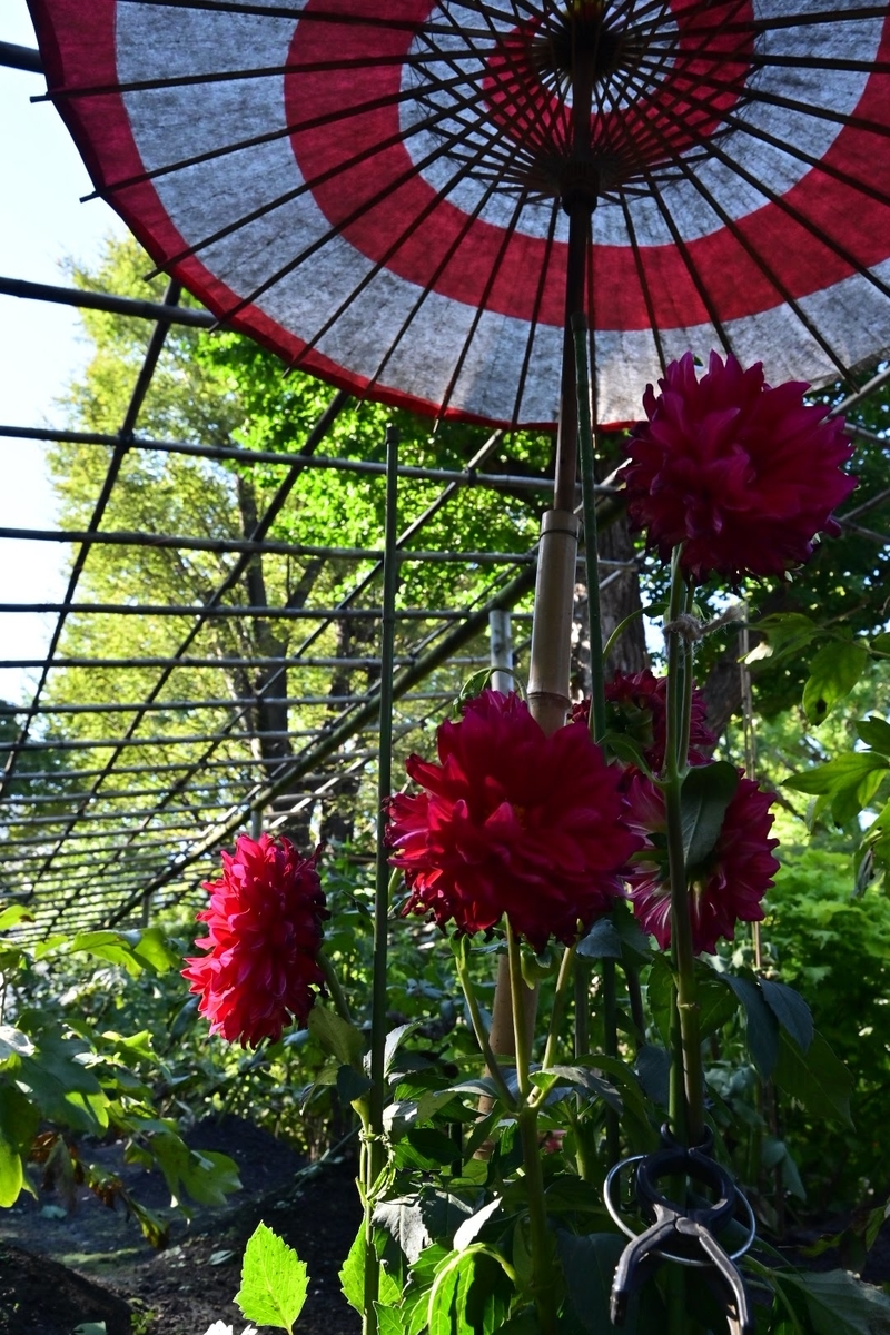 f:id:psato7:20211030073303j:plain