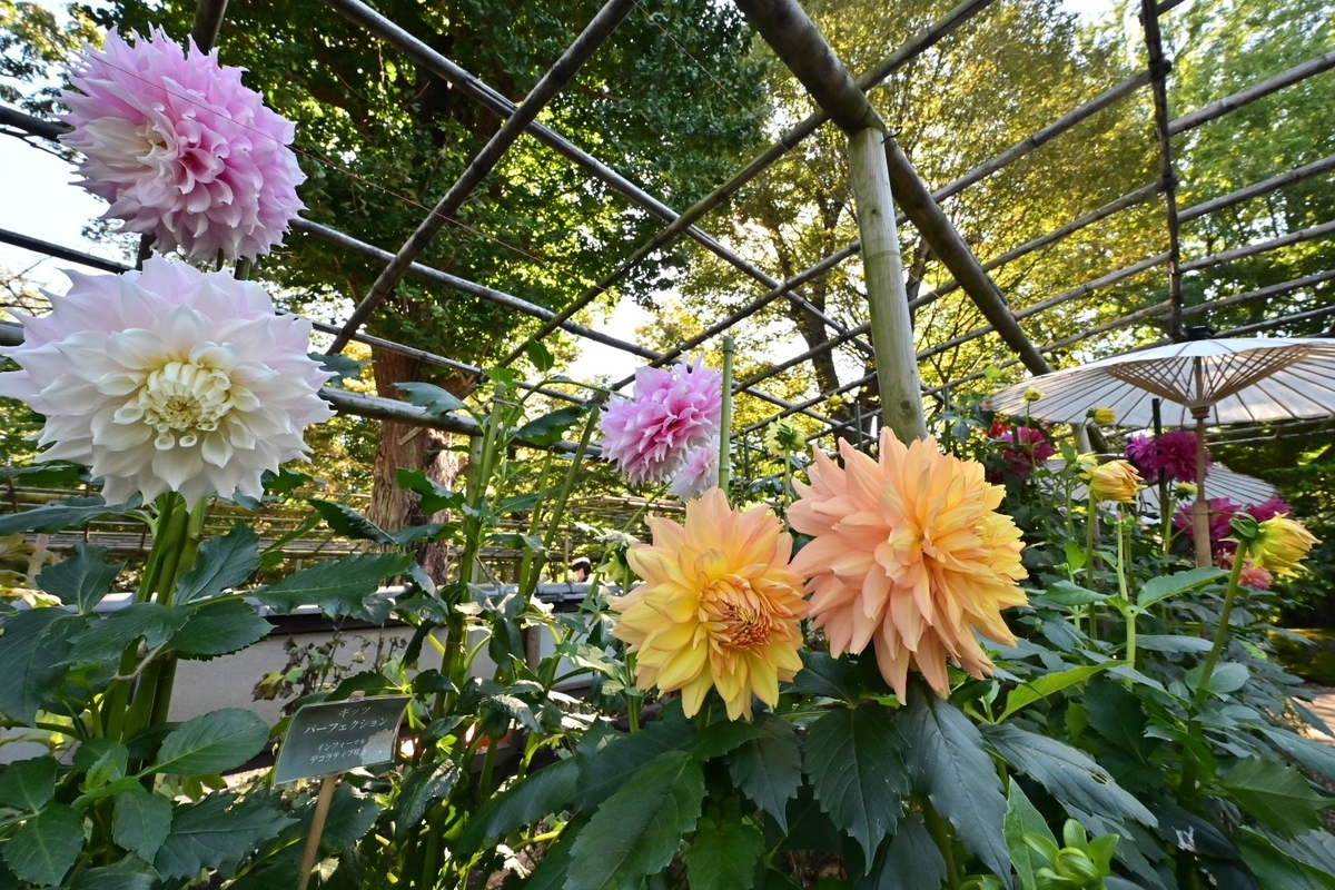 f:id:psato7:20211030073319j:plain