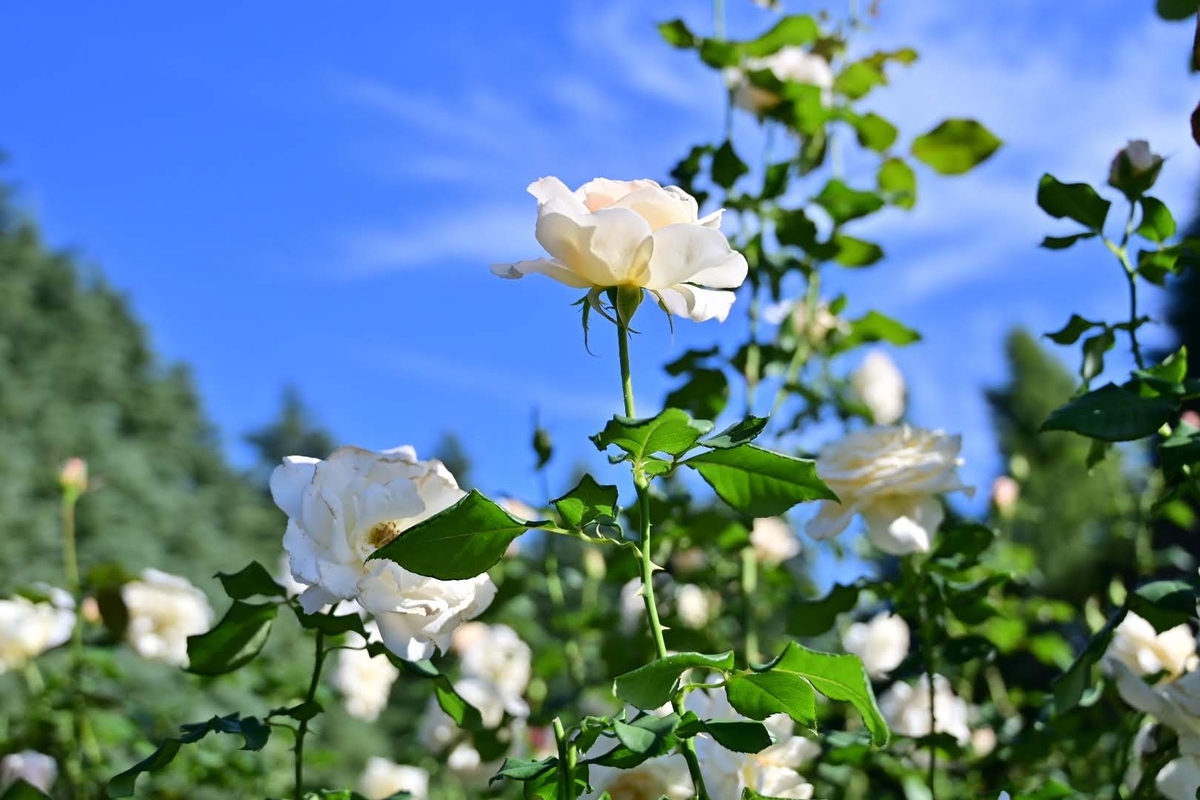 f:id:psato7:20211031071307j:plain