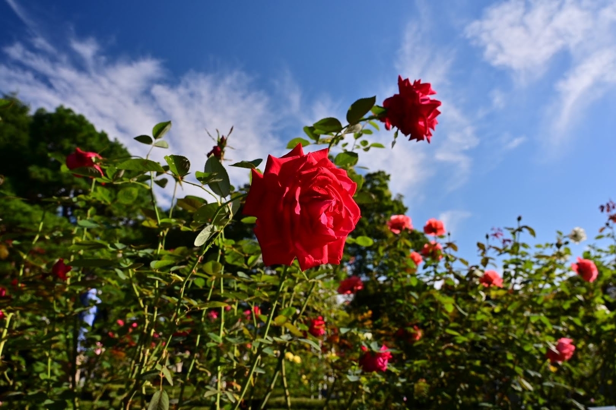 f:id:psato7:20211031071617j:plain