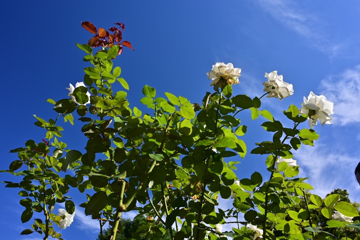 f:id:psato7:20211031071620j:plain