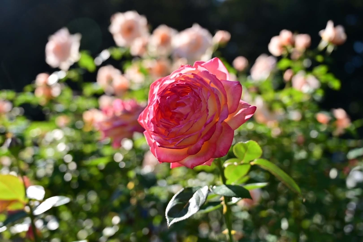 f:id:psato7:20211031071728j:plain