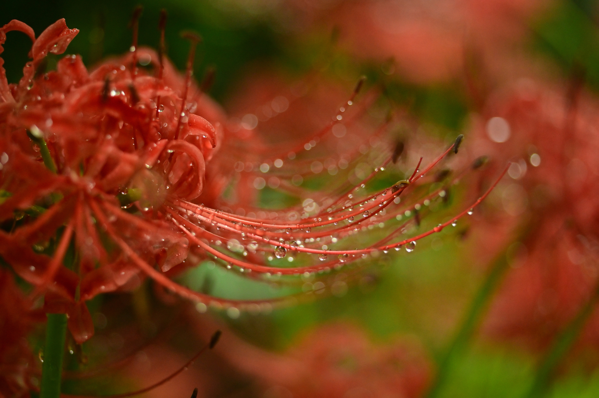 カブトムシの幼虫かごにコバエが大量発生しました Photo Hobby