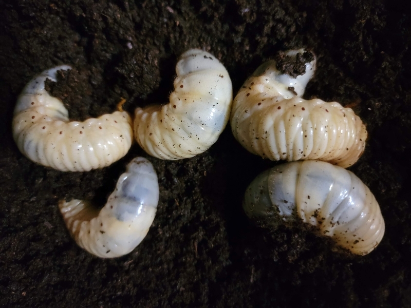 カブトムシの幼虫かごにコバエが大量発生しました Photo Hobby