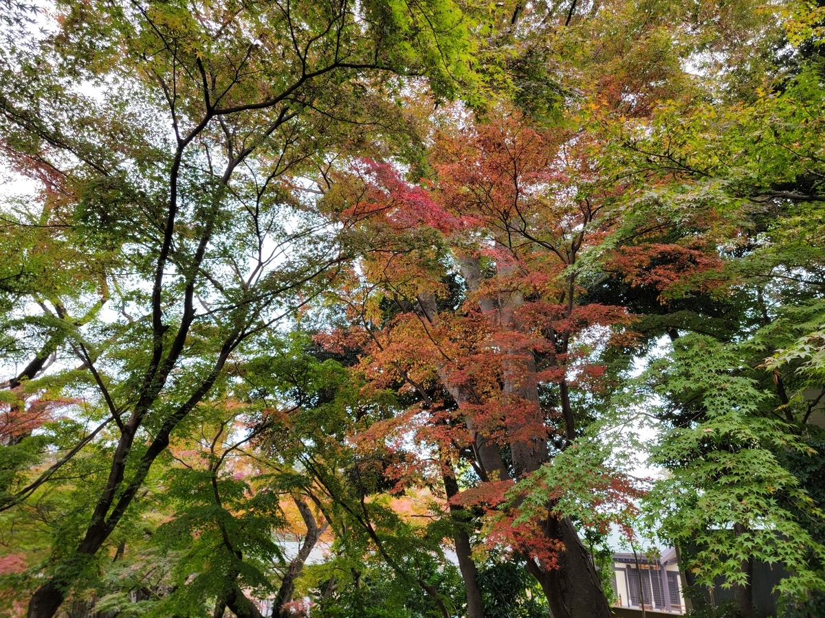 f:id:psato7:20211124055255j:plain