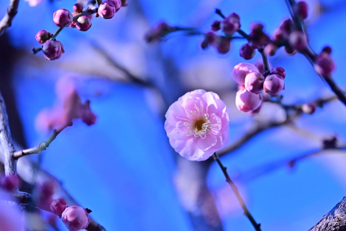 f:id:psato7:20211230102807j:plain