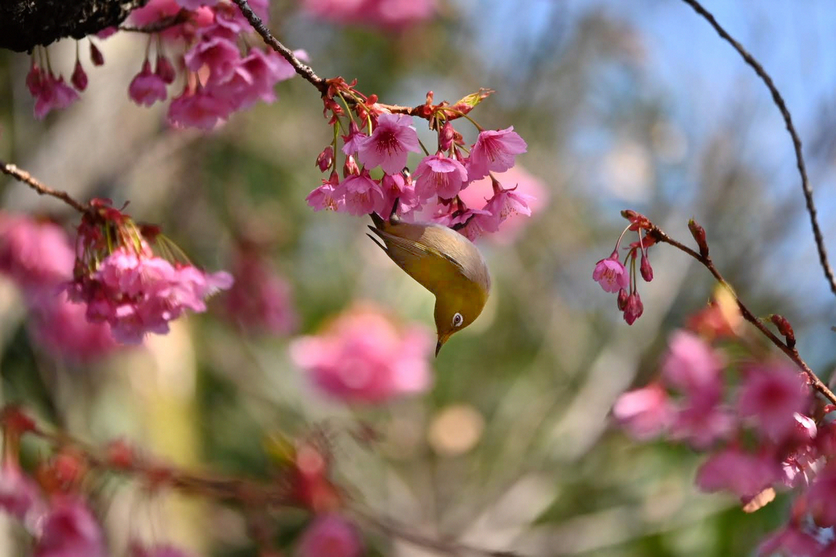 f:id:psato7:20211230103250j:plain