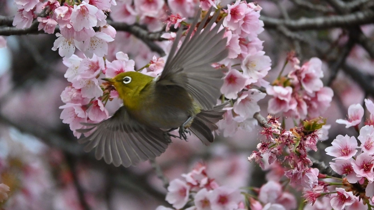 f:id:psato7:20211230104024j:plain