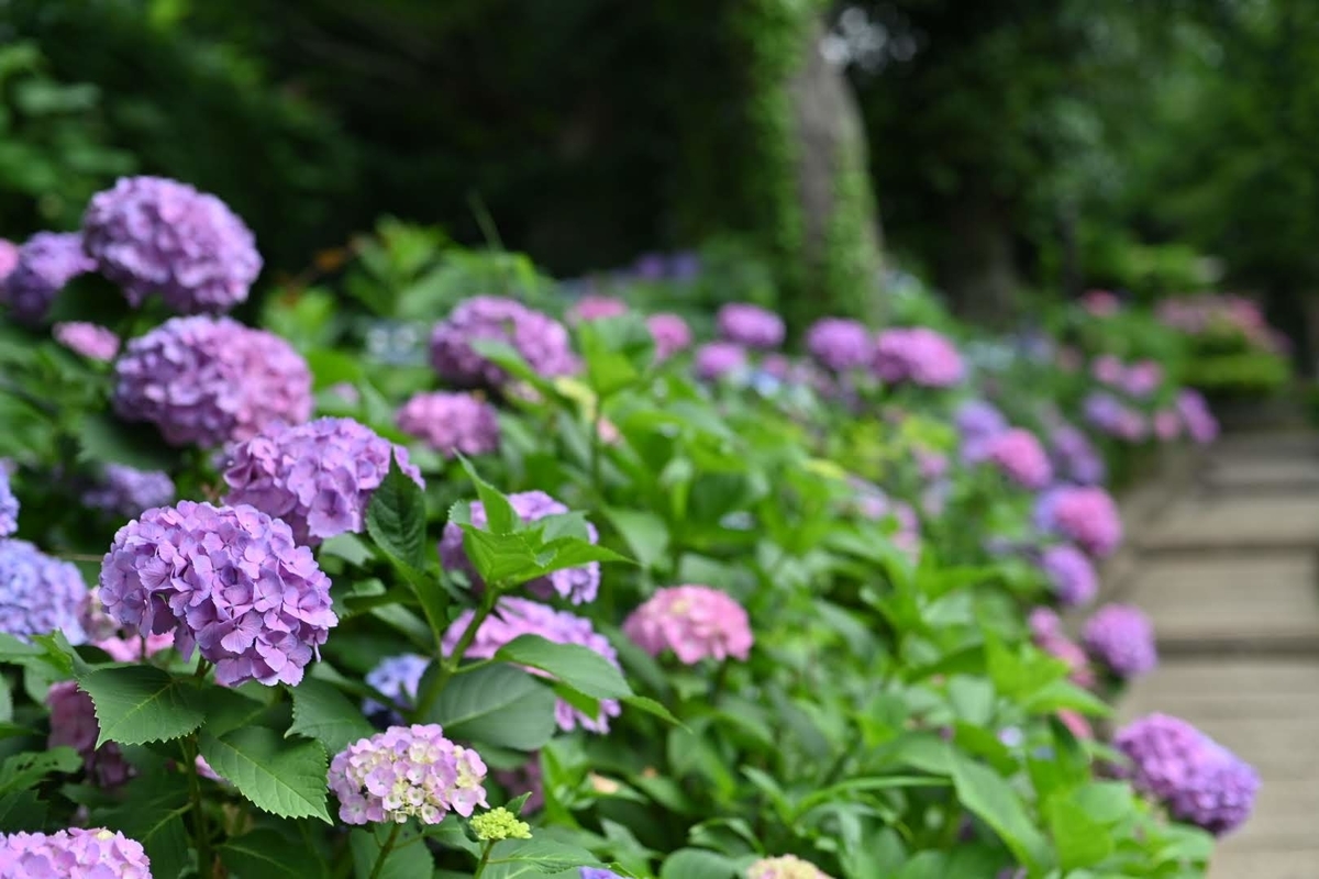 f:id:psato7:20211230111036j:plain