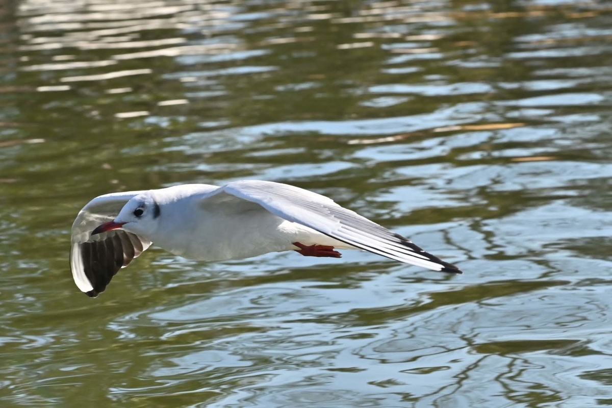 f:id:psato7:20220123071429j:plain