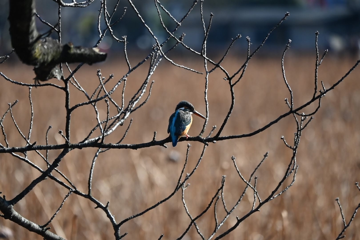 f:id:psato7:20220123071530j:plain