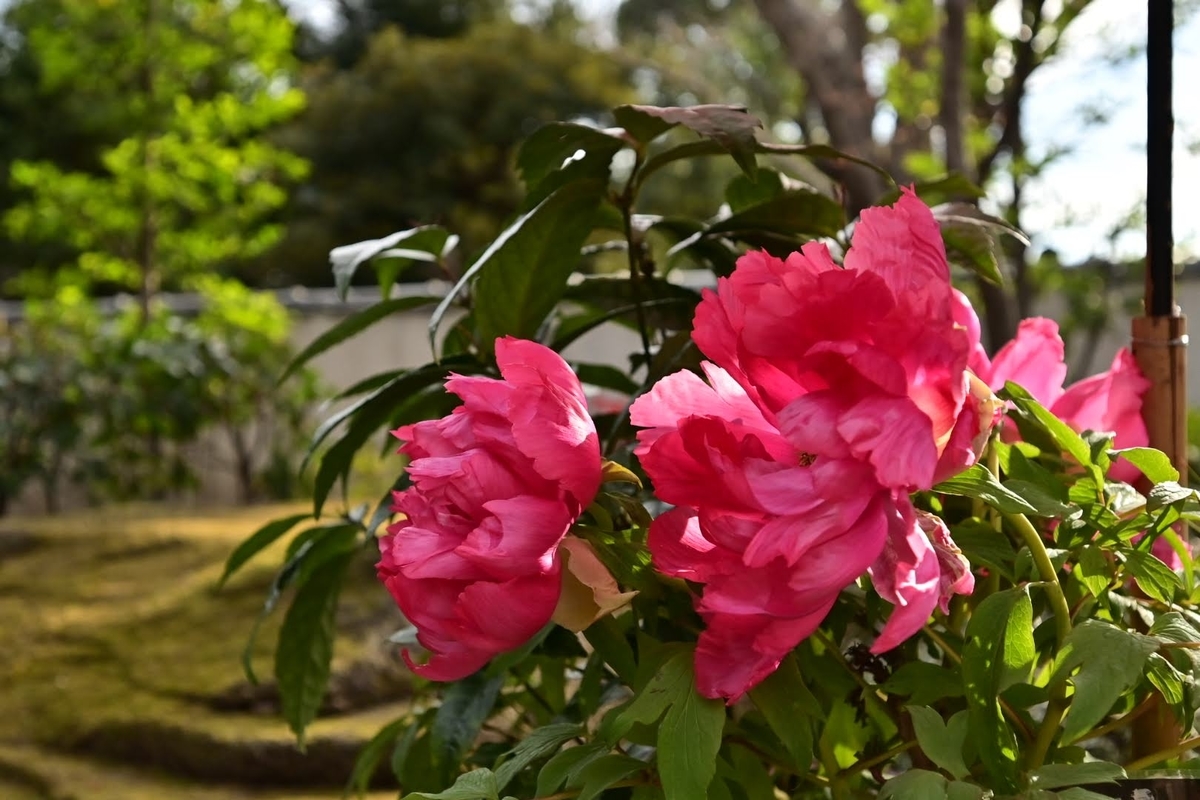 f:id:psato7:20220124072420j:plain