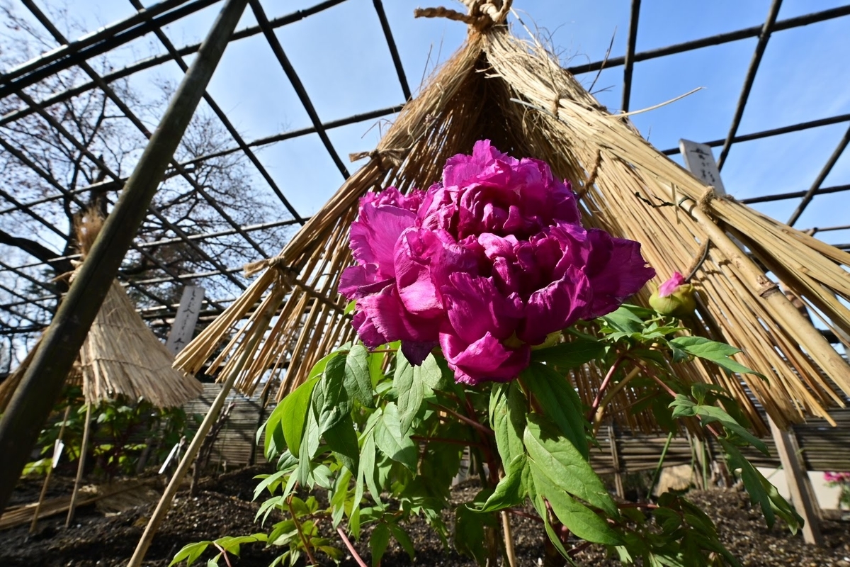 f:id:psato7:20220124072702j:plain