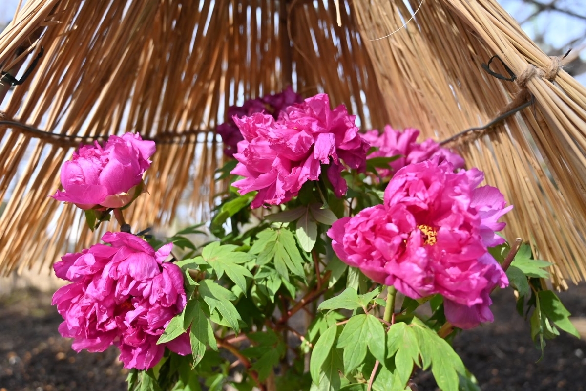 f:id:psato7:20220124072731j:plain