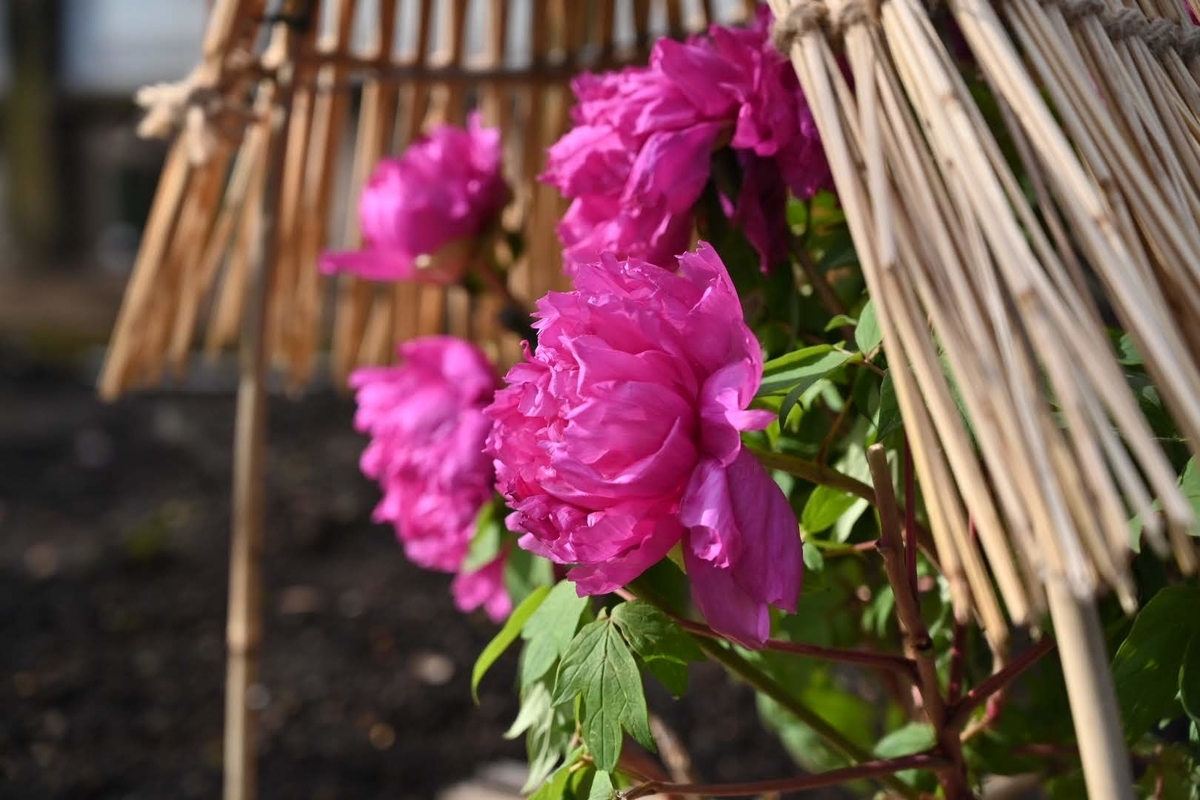 f:id:psato7:20220124072734j:plain