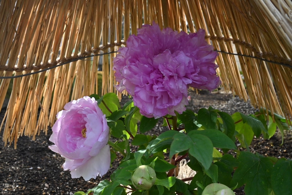 f:id:psato7:20220124072751j:plain