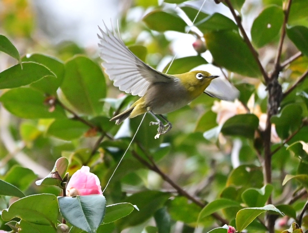 f:id:psato7:20220127072051j:plain