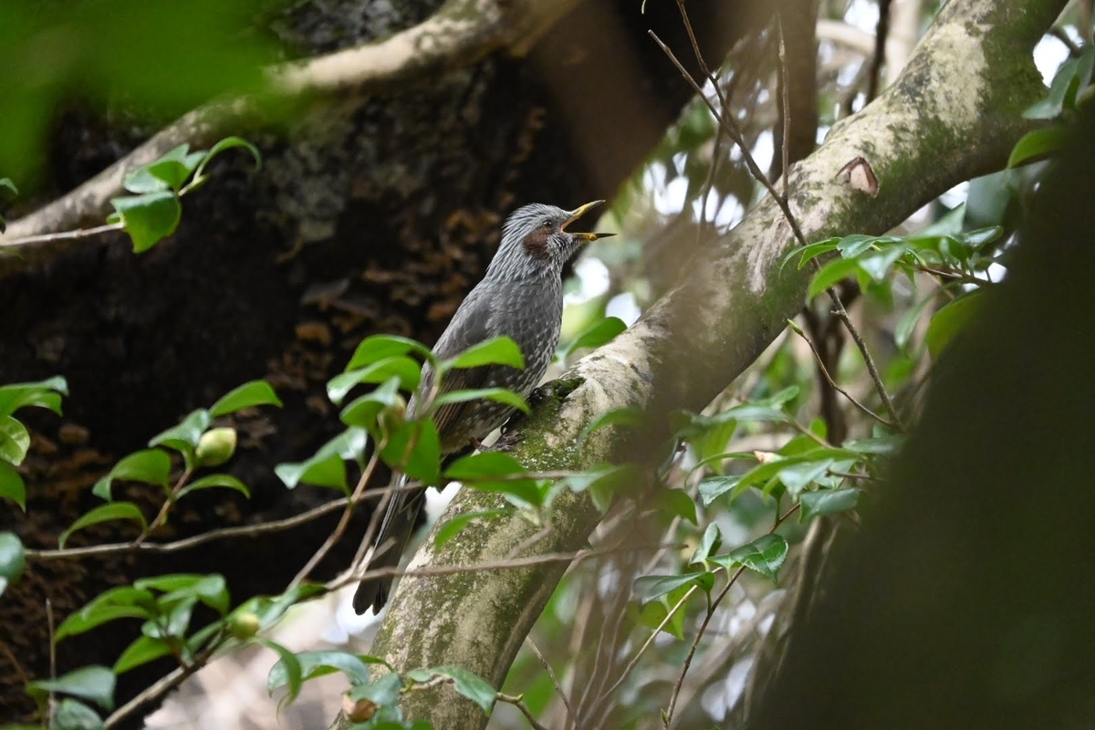 f:id:psato7:20220127072105j:plain