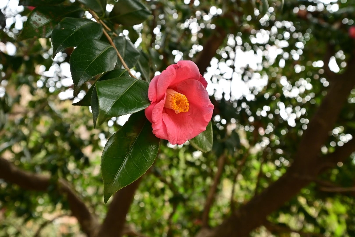 f:id:psato7:20220127072323j:plain