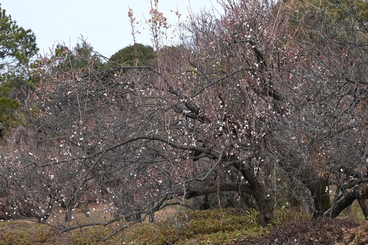 f:id:psato7:20220127072342j:plain