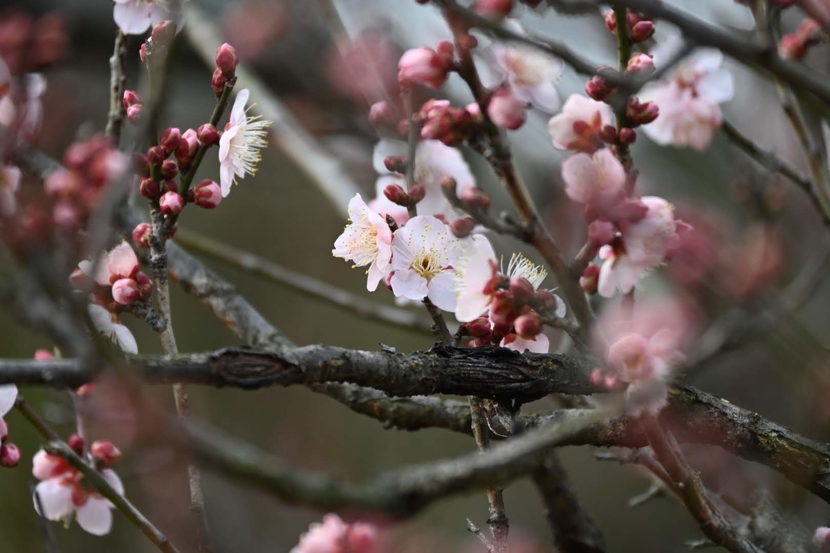 f:id:psato7:20220127072346j:plain