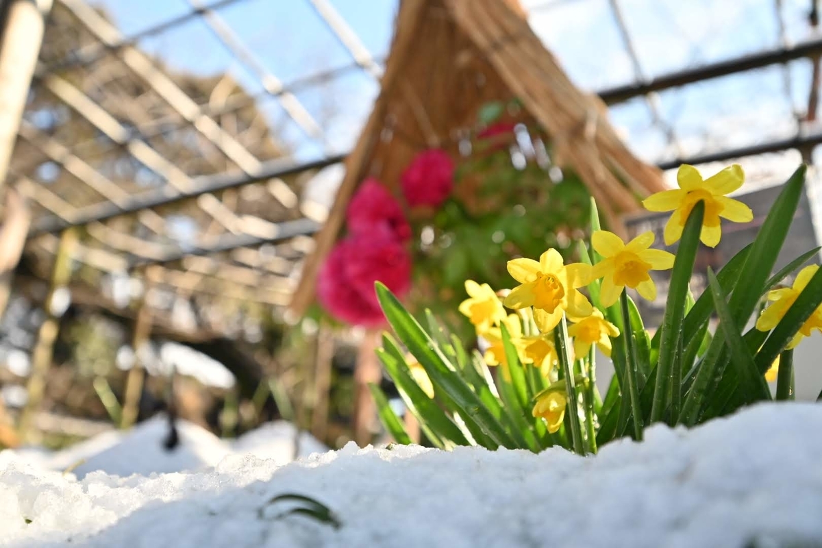 f:id:psato7:20220211193828j:plain