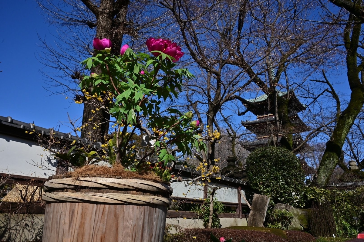 f:id:psato7:20220211200555j:plain