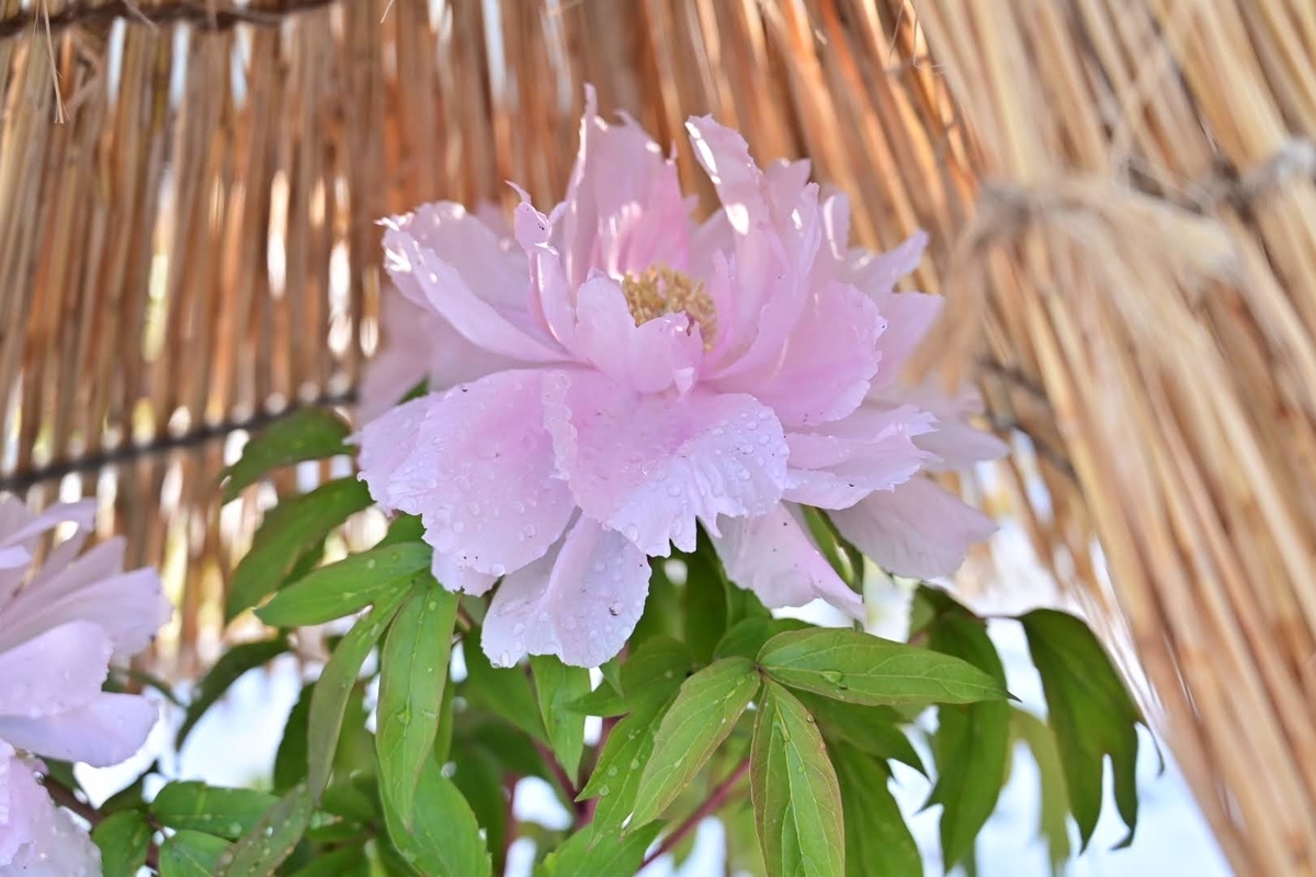 f:id:psato7:20220211201141j:plain